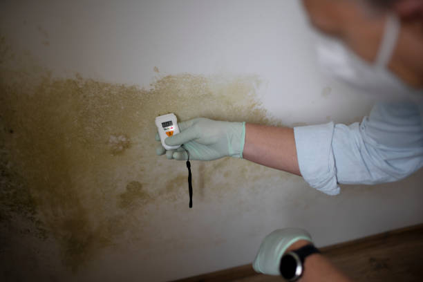 Why You Should Choose Our Mold Remediation Services in Castle Shannon, PA